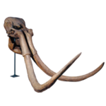 Купим бивни мамонта