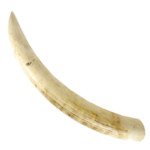 Купим слоновую кость и изделия