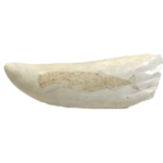 Купим зубы кашалота